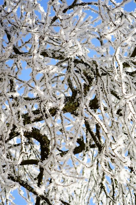 Free Images Tree Branch Blossom Snow Cold Winter Sky Frost