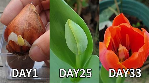 Planting Flowers How To Plant Tulips From Bulbs Grow Tulips From