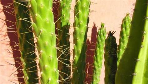 Stems that can store water. How Do Desert Plants Adapt to Their Environment? | Sciencing