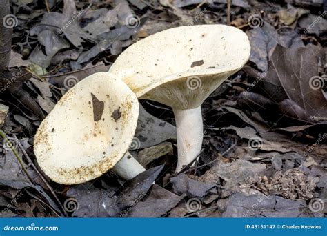 Mushrooms In Alabama All Mushroom Info
