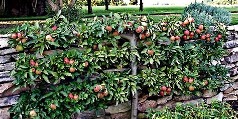 Espalier Fruit Trees Create A Home Orchard With A Small Footprint