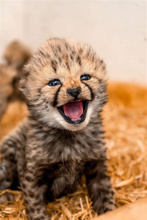 Cheetah Cubs At Tanganyika The Role Of Zoos In Conservation