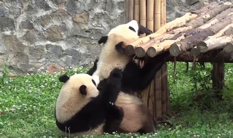Adorable And Funny Panda Compilation Videos So Hilarious