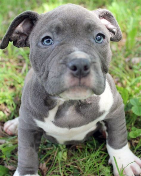 Here Is A Photo Of An Amazing Female Blue Pitbull Puppy That We Have