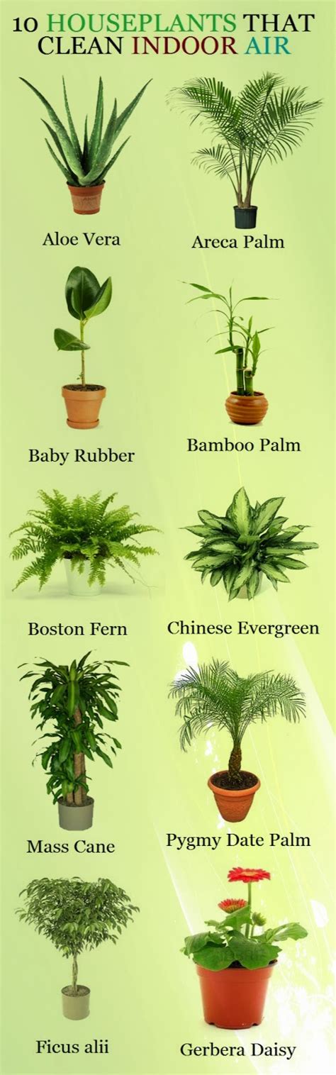 Garden And Farms 10 Houseplants That Clean Indoor Air