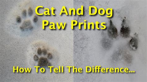 Pet portrait custom and personalized. Cat And Dog Paw Prints: How To Tell The Difference Between ...