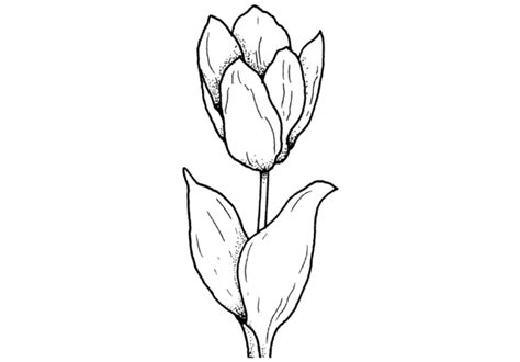 Los Mejores Dibujos De Tulipanes Para Colorear ☀️