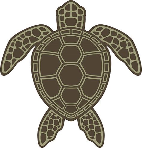 Loggerhead Sea Turtles Illustrations Royalty Free Vector Graphics