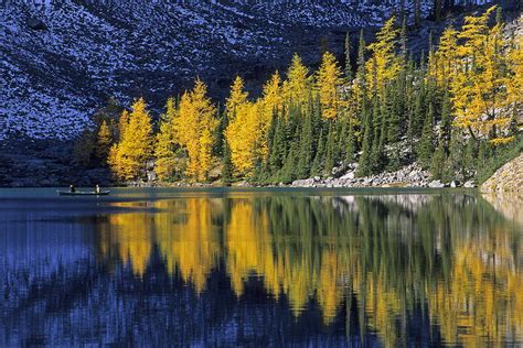 Autumn Alpine Larch Trees Lake Agnes By John Sylvester