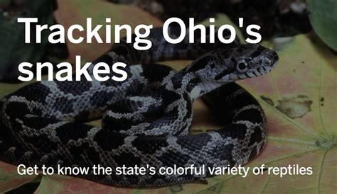 Snakes Of Ohio Identifying All 25 Species Slideshow