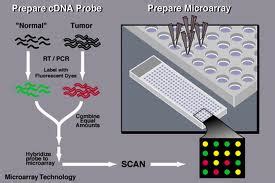Dec 18, 2020 · 1 (mrna or messenger) and vaccine (word variations automatically searched) 151 — — exclude 15 duplicate references 136 4 0 table 8. MICROARRAYS AL DIA: MICROARRAYS AL DIA