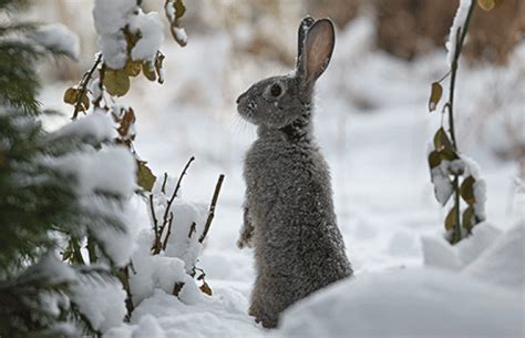 Where Do Rabbits Go In The Winter The Truth Will Surprise You