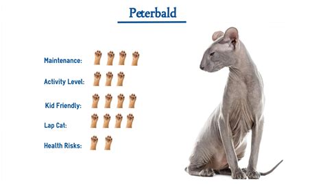 Peterbald Cat Breed Everything You Need To Know At A Glance