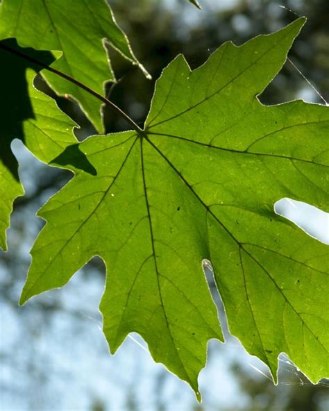 Silver Maples Nuisance Tree Or Landscapers Dream Dengarden Home