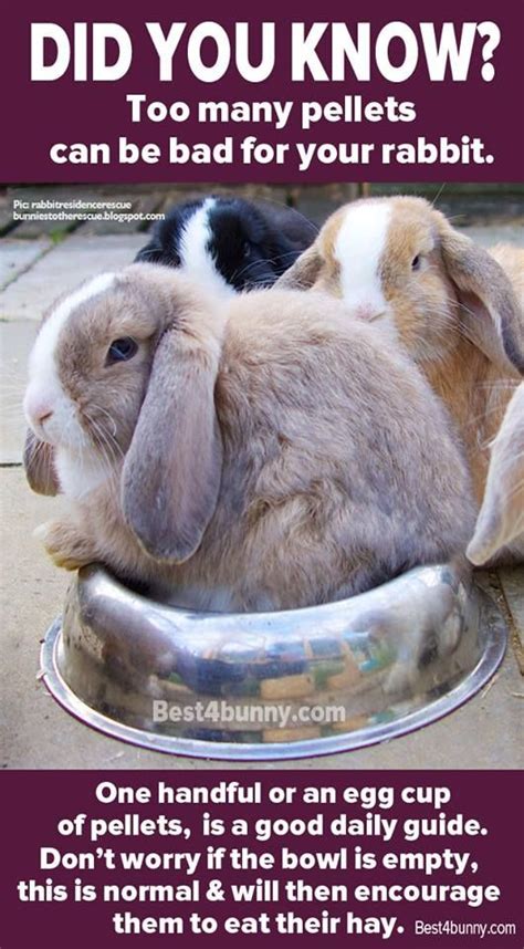 Rabbit Care Advice Best 4 Bunny Raising Rabbits Rabbit Care Rabbit