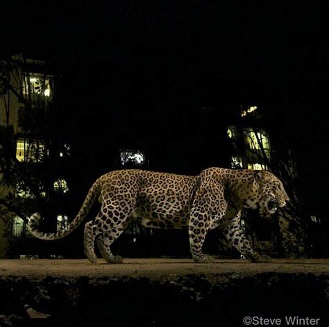 Surprising Pictures Show Leopards Co Existing With Humans In Urban Mumbai Planet Custodian