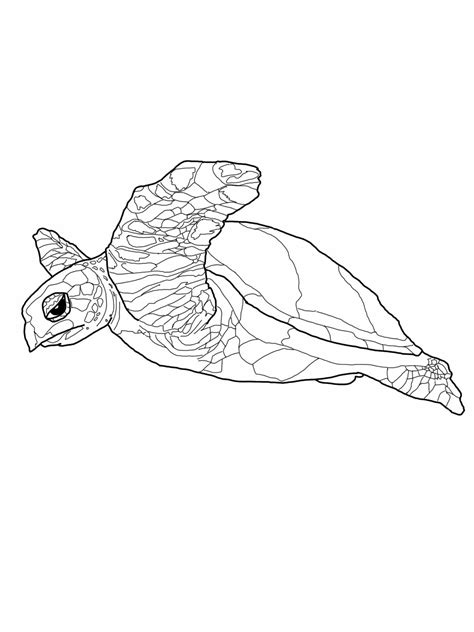 Coloring Picture Of Turtle Pics