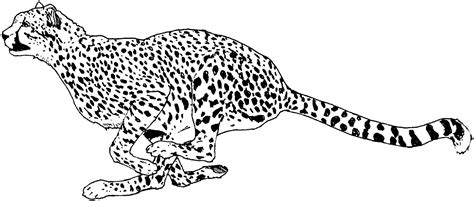 20 Cheetah Coloring Pages To Print Png Color Pages Collection