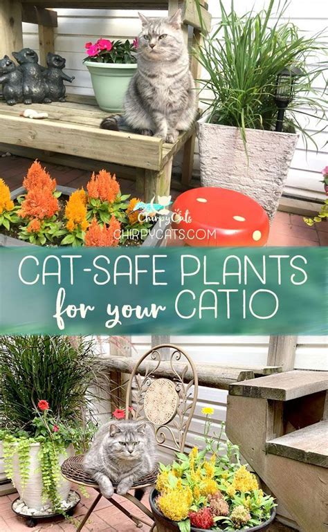 Cat Safe Plants For Your Patio