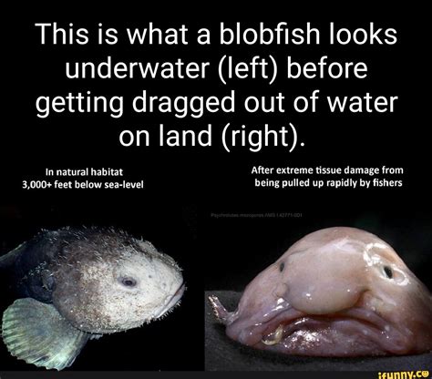 This Is What A Blobfish Looks Underwater Left Before Getting Dragged