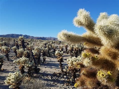 Visiting Joshua Tree National Park In The Winter Escape Campervans