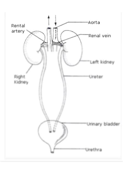Solution Labeled Diagram Of Human Excretory System Studypool