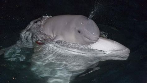 Baby Beluga Birthday Shedd Aquariums Beluga Whale Nunaviks Turns One