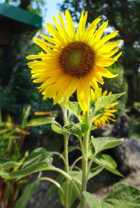 How to grow sunflowers from seeds outdoors. How to Grow Sunflowers for Seeds