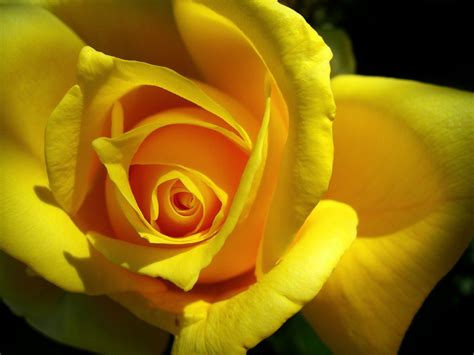Sign in to access your outlook, hotmail or live email account. Yellow Rose Wallpaper Flowers Nature Wallpapers in jpg ...