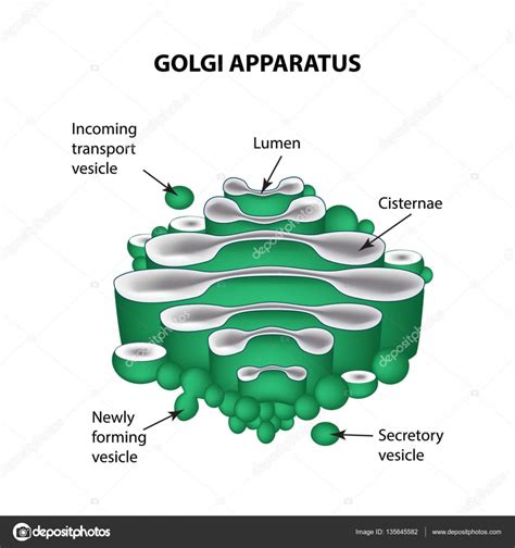 The Structure Of The Golgi Apparatus Infographics Vector Illustration