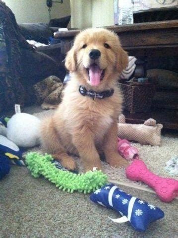 Use the search tool below and browse adoptable golden. Golden Retriever puppies, AKC Registered,Champion ...