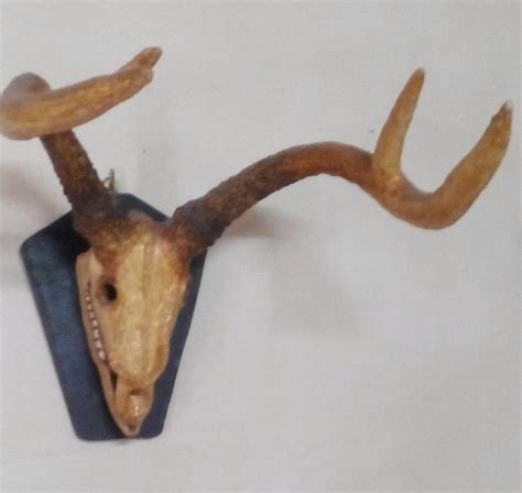 Deer Horn Sculpture By Amit Dasgupta Fine Art America