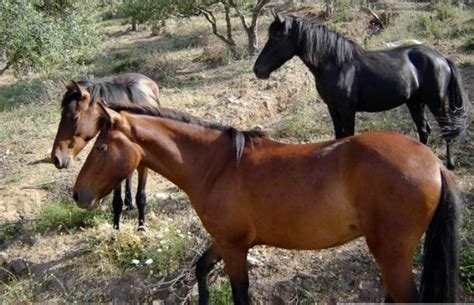 messara horse info origin history pictures