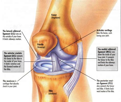 Knee ligaments are thick strands of tissue made of collagenous fibers that connect the upper leg the two cruciate ligaments in your knee—your acl and pcl—work to control the backward and. Acute knee Injuries in Sport