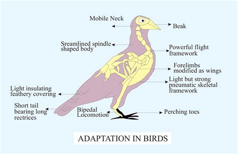 Exploring The Unique Locomotion Of Birds Examining The Relationship