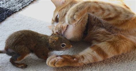 Cat Is So Gentle With His Squirrel Brother Videos The Dodo