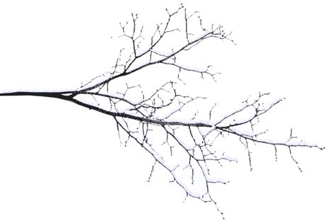 Branch Tree Twig Snow Branches Png Download 1280845 Free