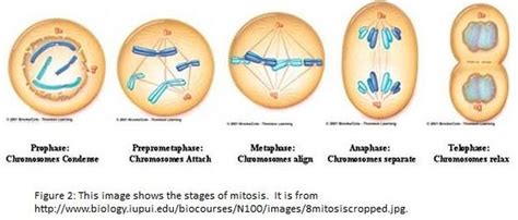 Mitosis Bi0logy World