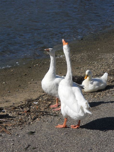 See 3,092 tripadvisor traveler reviews of 23 geneva on the lake restaurants and search by cuisine, price, location, and more. Geese along the Ohio River. | Madison indiana, Ohio river ...