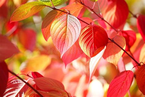 Tree Branch With Autumn Leaves Stock Photo Image Of Beautiful Fall