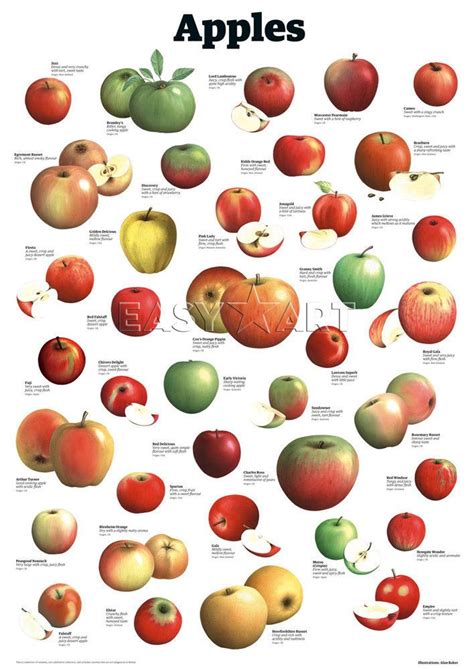 Search filehippo free software download. Apples Art Print by Guardian Wallchart Easyart.com | Apple art print, Fruits images, Apple varieties