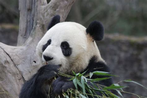 Baby Panda Cub Wolong Panda Breeding Center China Stock Photo Image