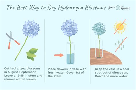 How To Dry And Preserve Hydrangea Flowers