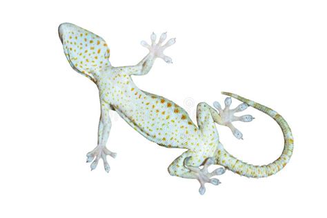 Gecko Climbing Onto An Edge Stock Illustration Illustration Of