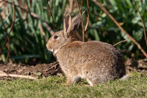 Wildlife Scene Of A European Rabbit Oryctolagus Cuniculus In A Natural