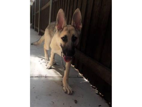 Six Month Old Silver Sable German Shepherd Puppy For Sale Lubbock