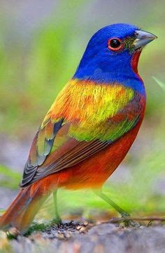 bellas aves de el salvador passerina ciris azulillo