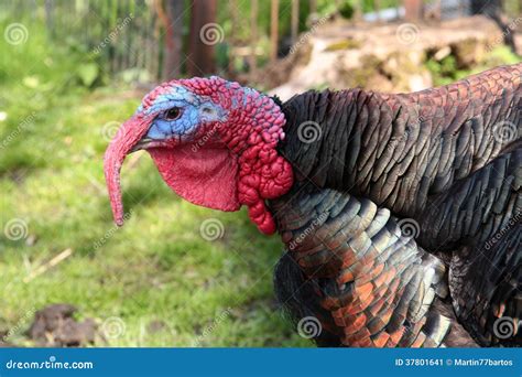 Turkey Cock Stock Image Image Of Wildlife Nature Beak 37801641