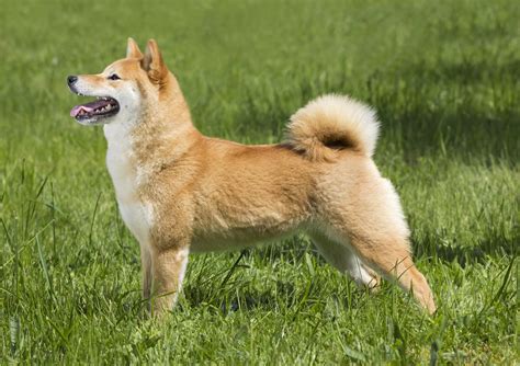 Convert shiba inu to usd. Shiba Inu: treu