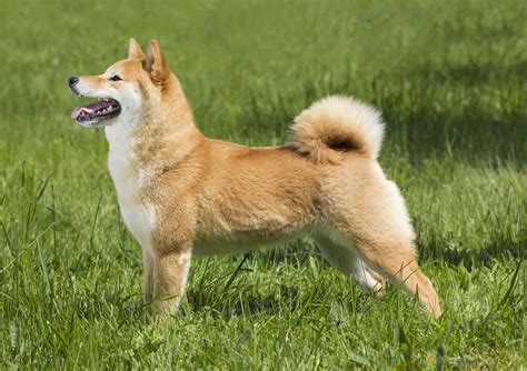 With this in mind, we've decided to compile a comprehensive guide aimed at shedding some light on the cryptocurrency that took the. hunderassen.de - Shiba Inu